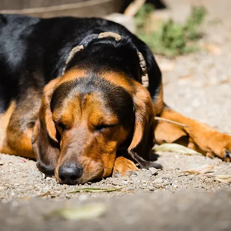 Çiftlik konaklama Familienbauernhof Glawischnig-hofer *