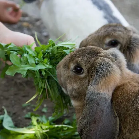 Familienbauernhof Glawischnig-hofer * Gmünd