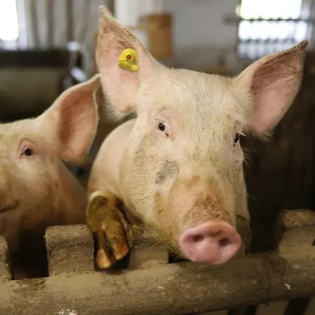 Familienbauernhof Glawischnig-hofer Çiftlik konaklama *