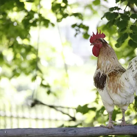 Familienbauernhof Glawischnig-hofer Gmünd