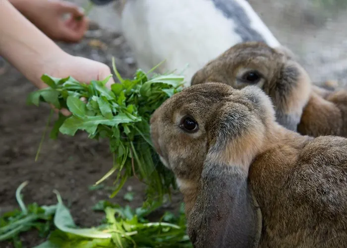 Familienbauernhof Glawischnig-hofer * Gmünd