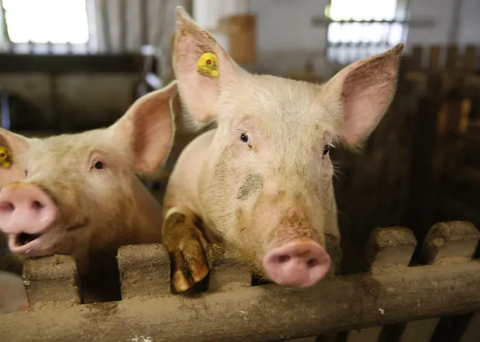 Familienbauernhof Glawischnig-hofer Séjour à la ferme *