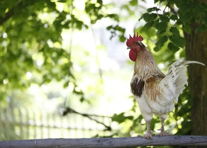 Familienbauernhof Glawischnig-hofer Gmünd